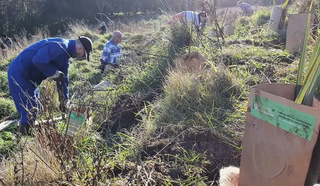 Community Planting With Trees For Canterbury