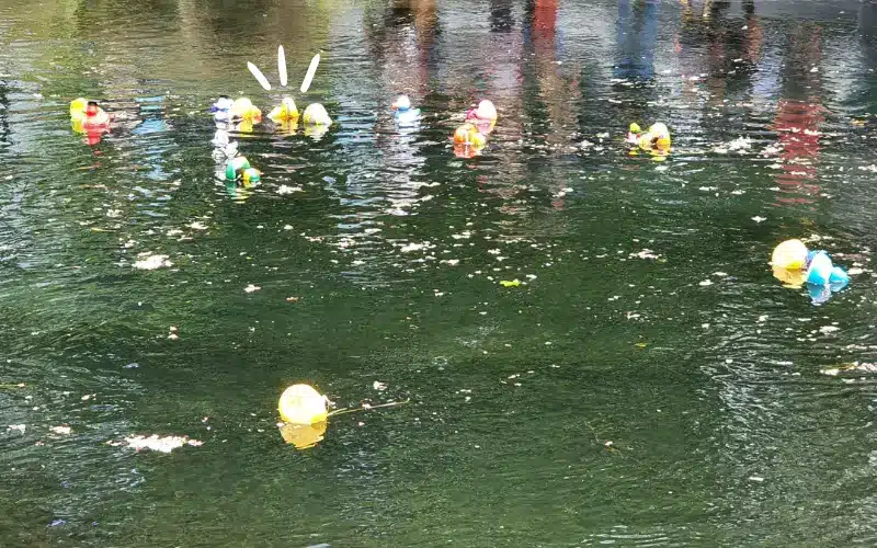 Life Education Canterbury Duck Race
